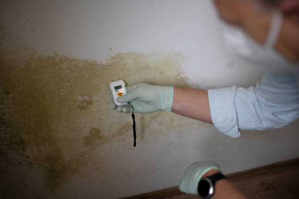 Mold Removal Process in Paradise Valley, AZ