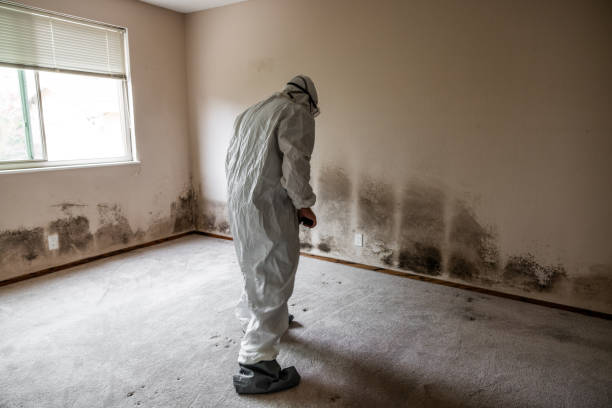 Best Professional Mold Removal  in Paradise Valley, AZ