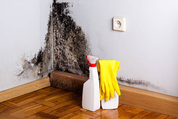 Office Mold Removal Services in Paradise Valley, AZ